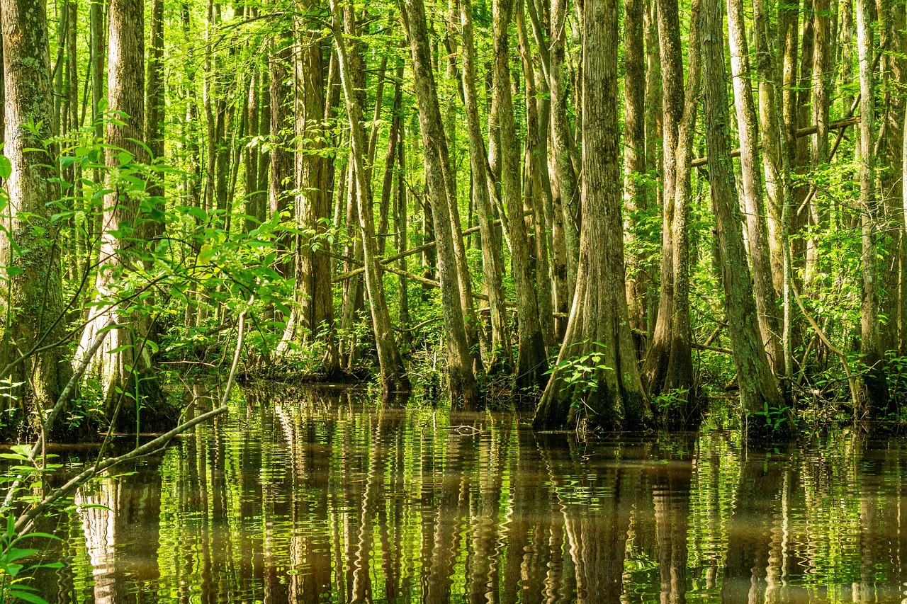 Regenerate Nature (Ecosystems & Groundwater)