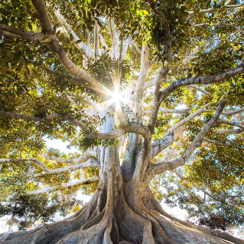 Nature Integration