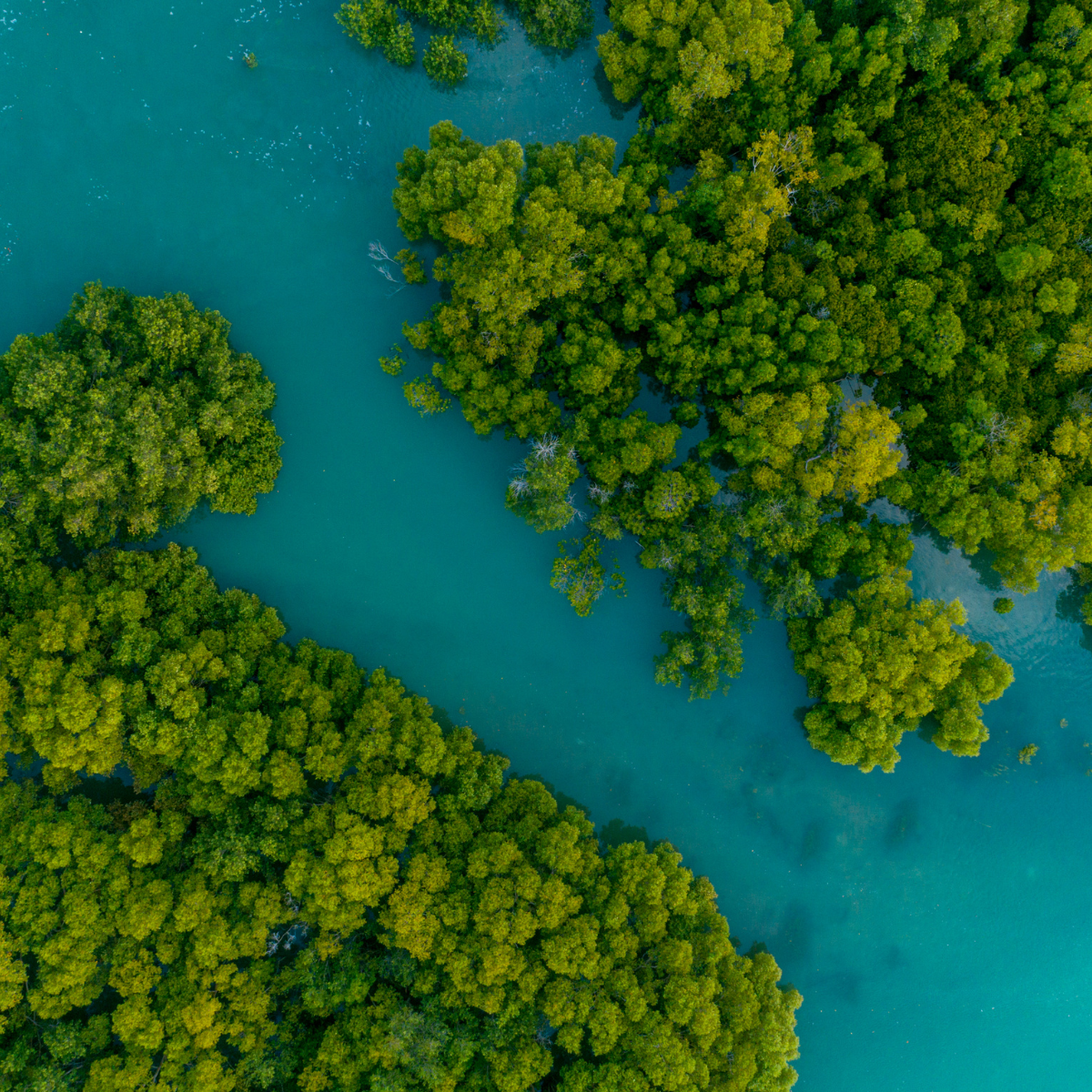 5. Nature-Based Climate Solutions